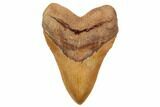 Serrated, Fossil Megalodon Tooth - North Carolina #192467-1